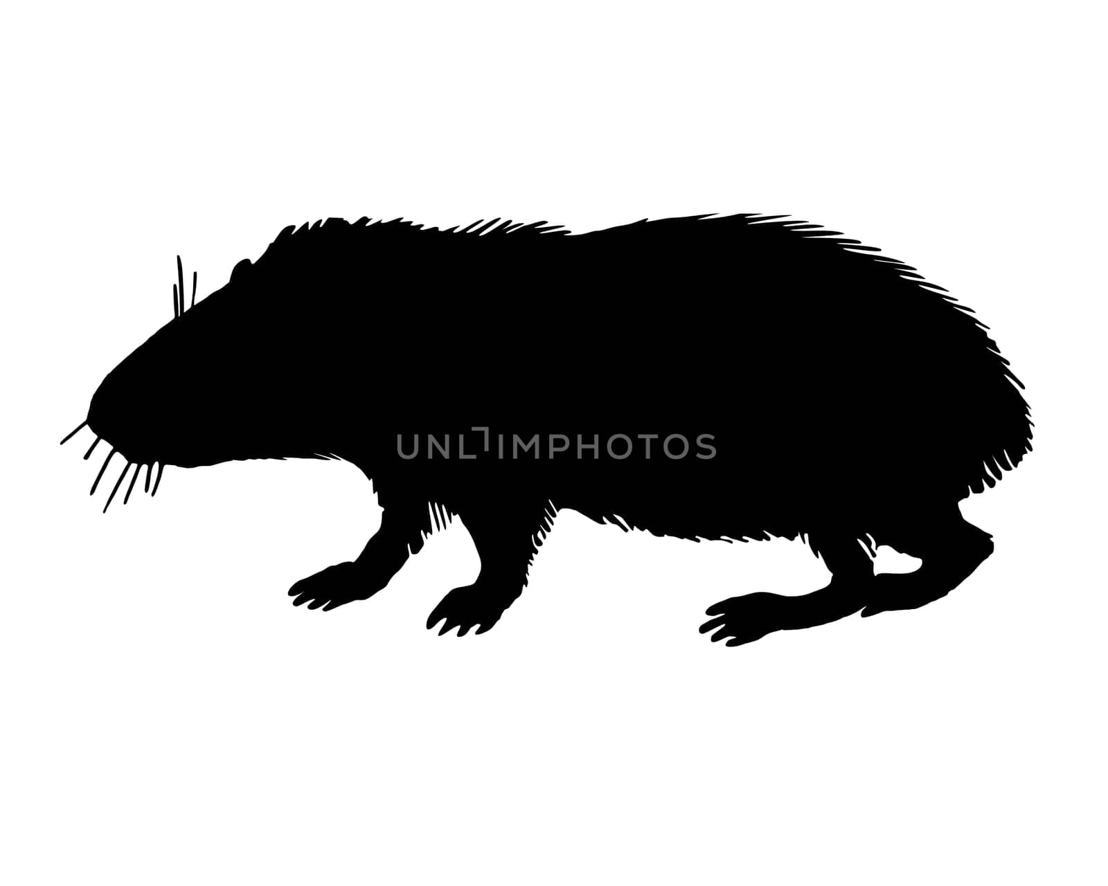 The black silhouette of a guinea pig