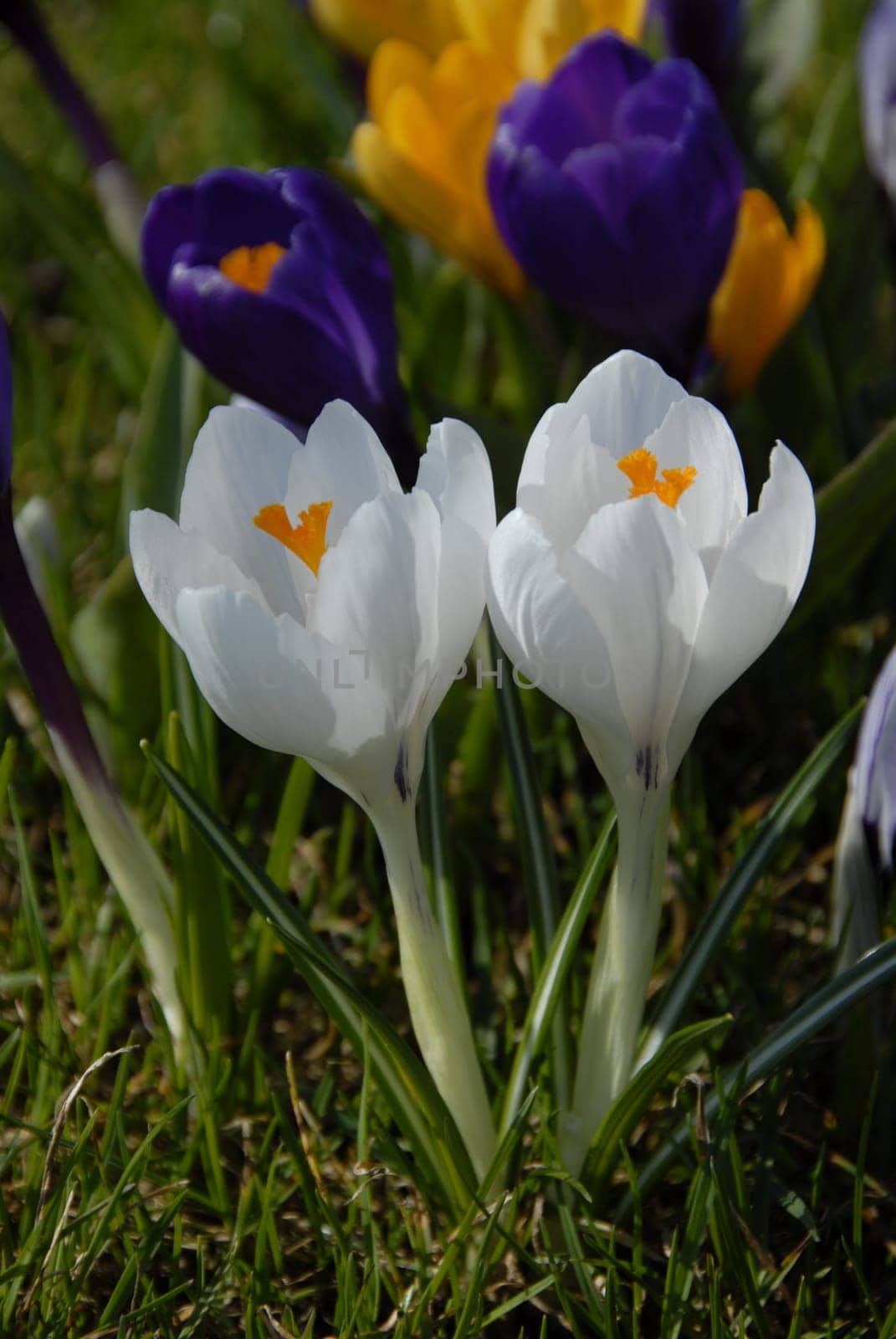 Crocuses