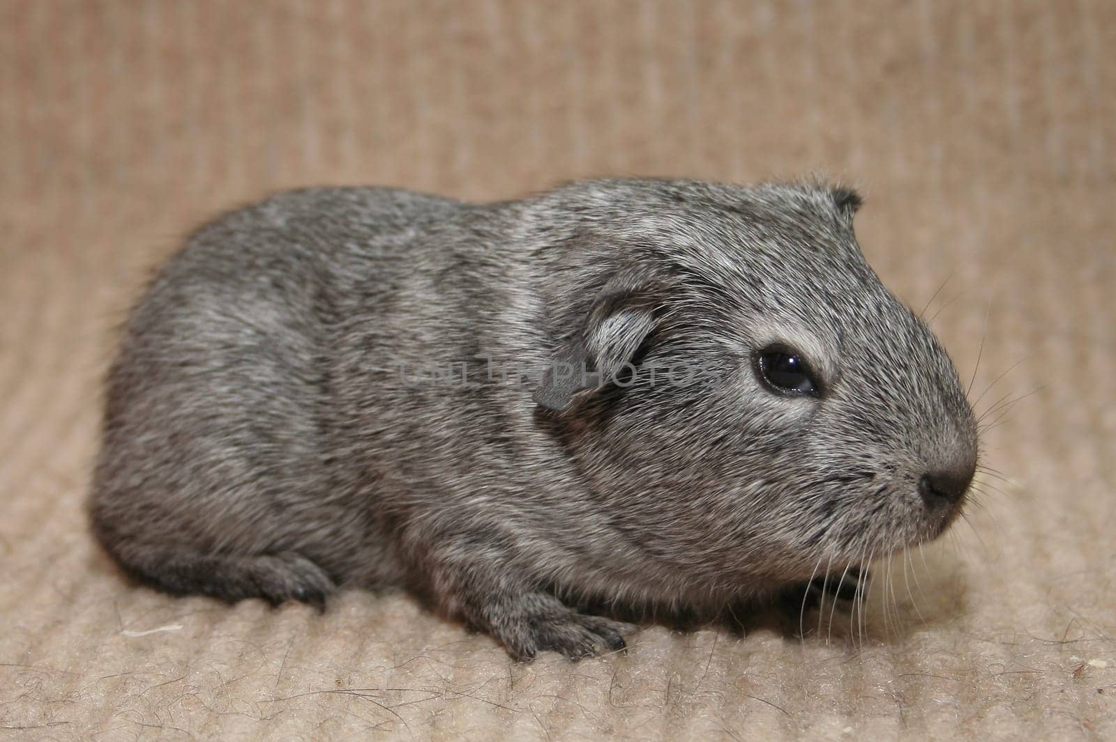 Guinea pig Nanni