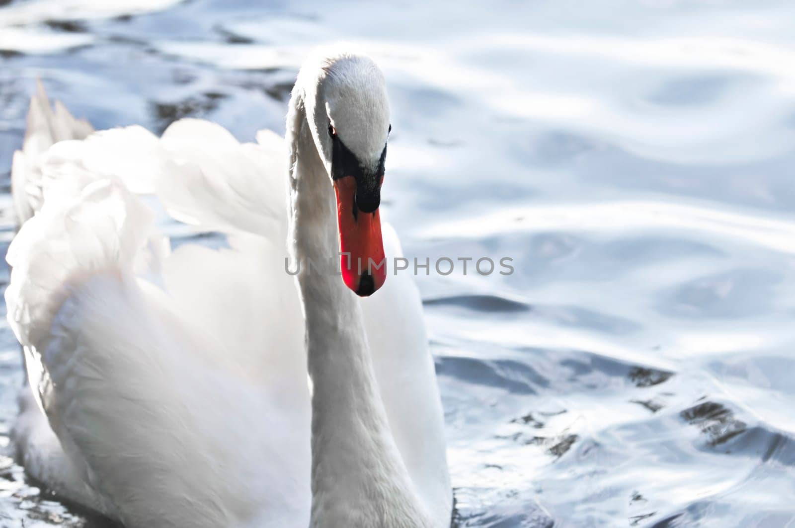 White swan
