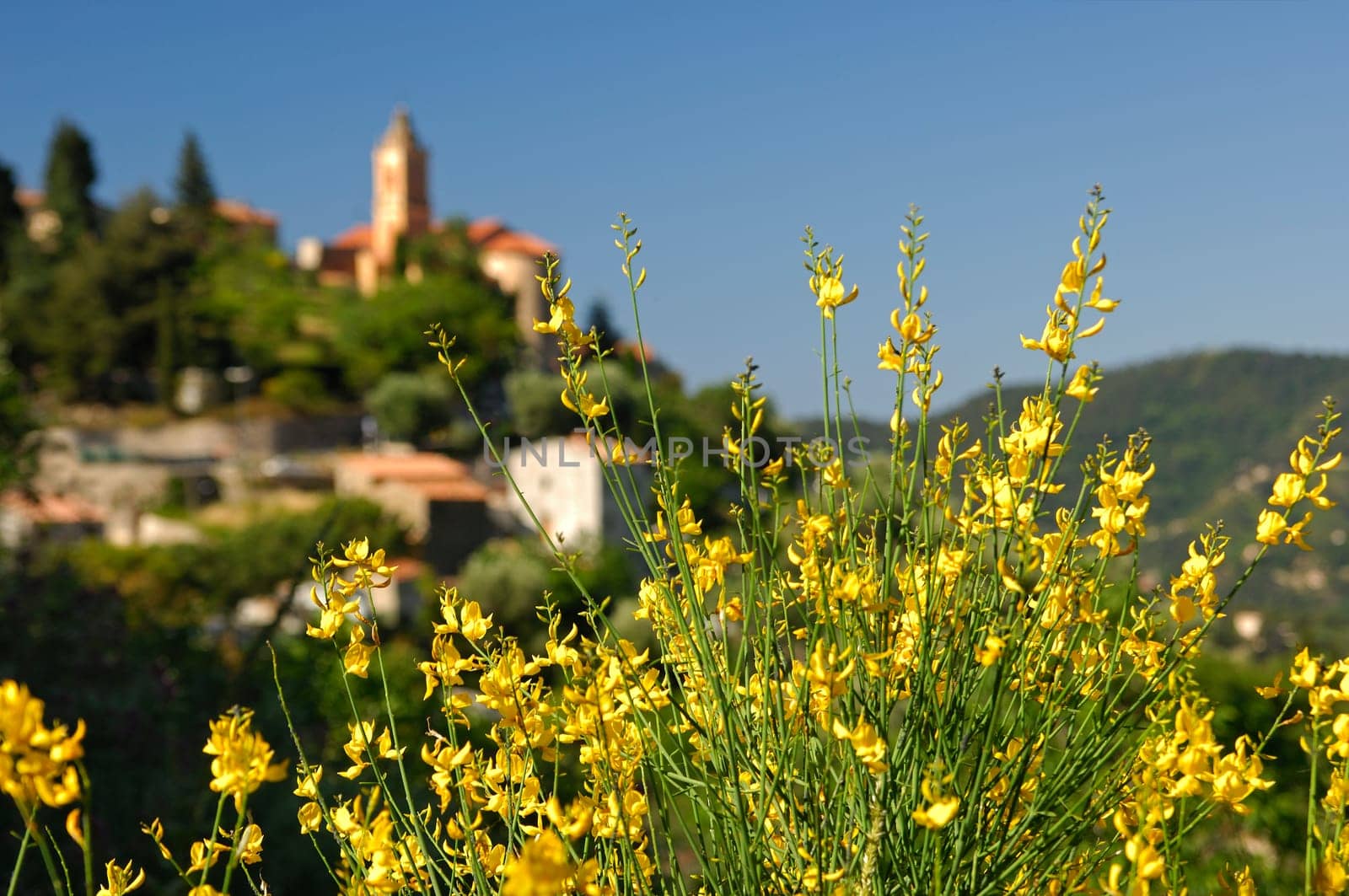 Blooming forsythia in spring in Provence,France