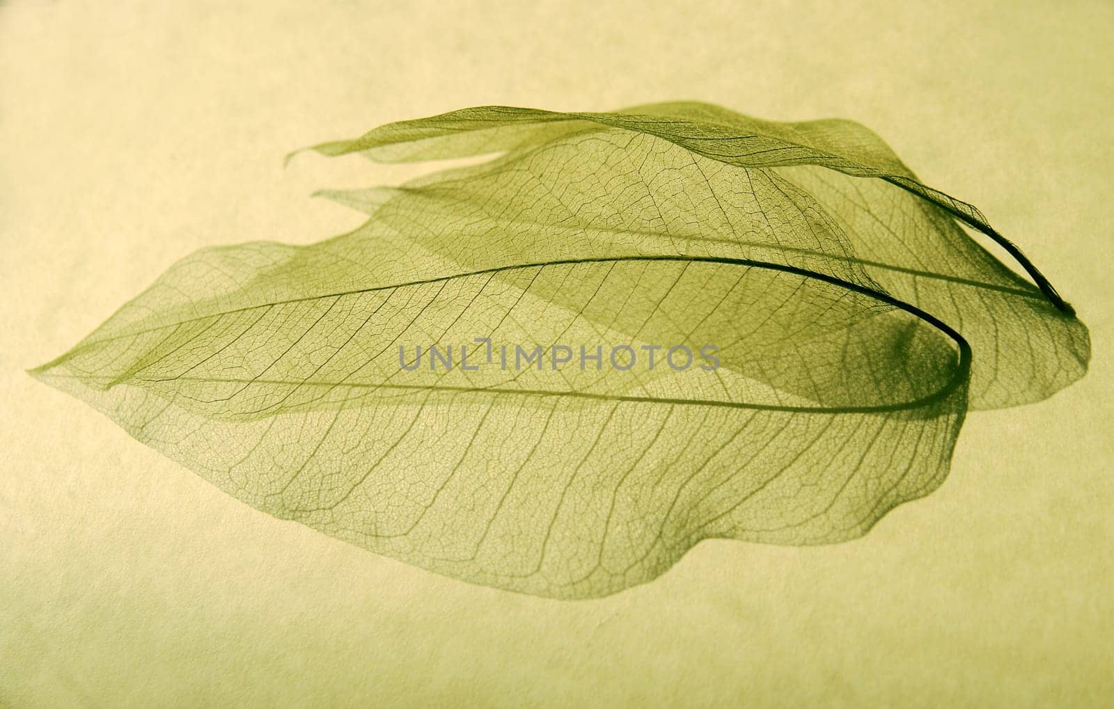 skeletonized leaves and their shadows