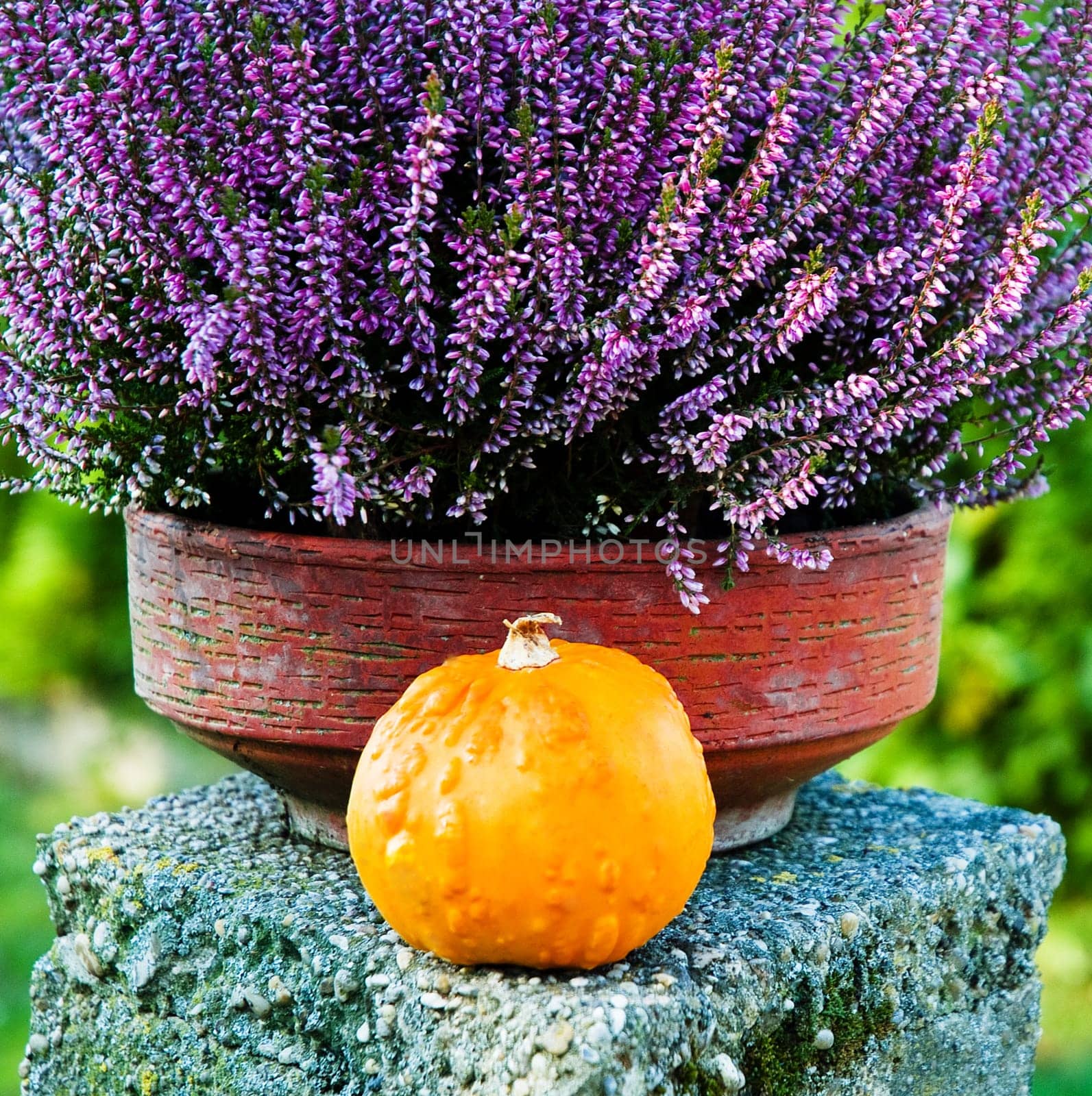 Lavender in shell