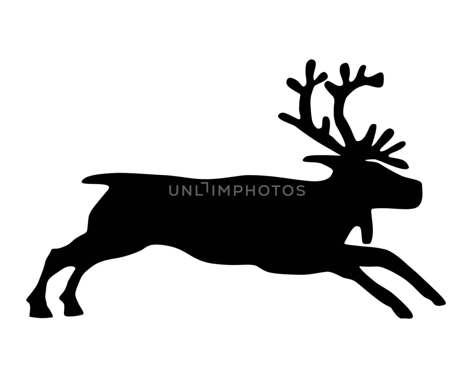 Reindeer