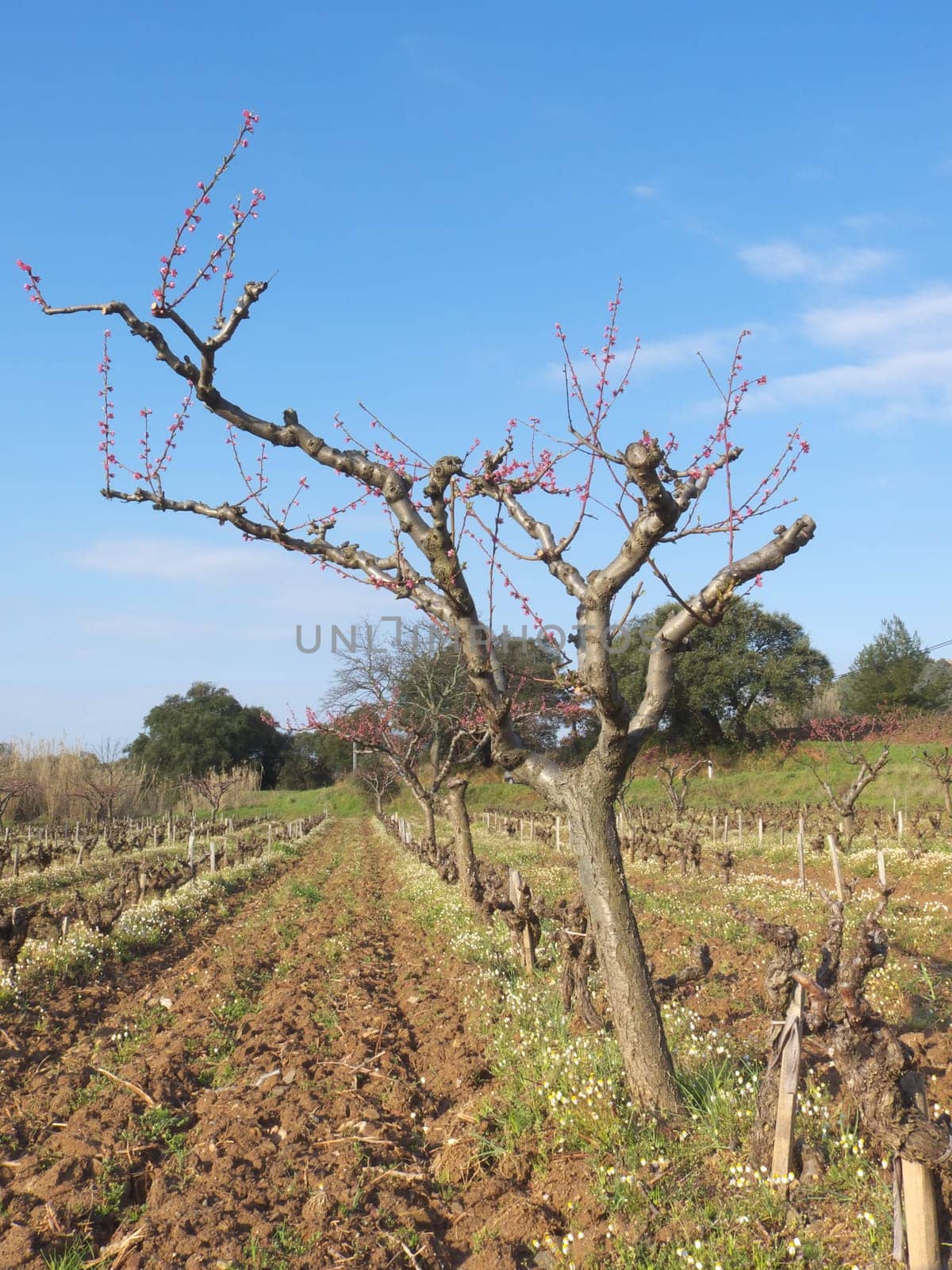 peach tree