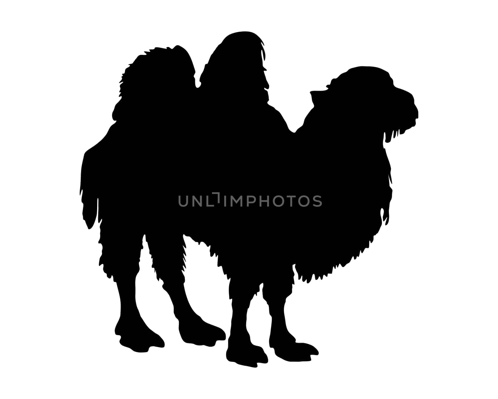 The black silhouette of a camel