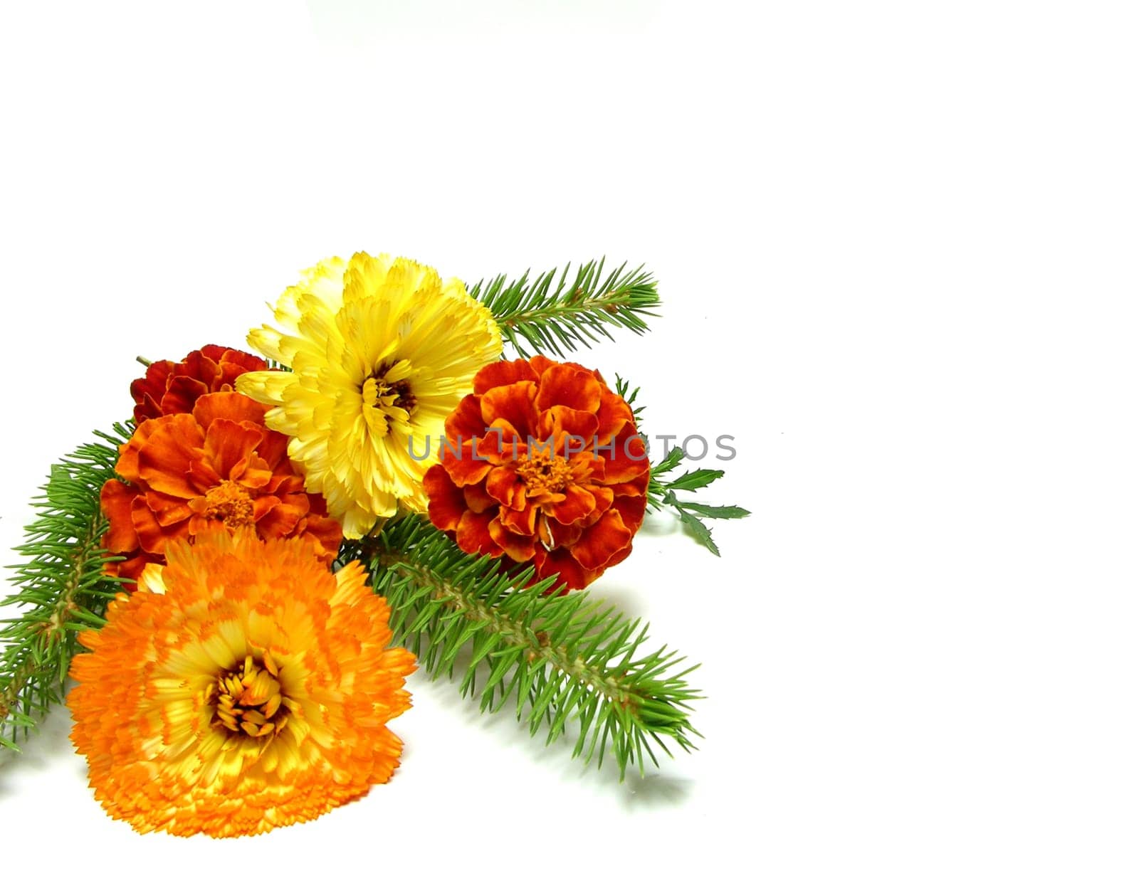 A single twig of fir with marygold and calendula