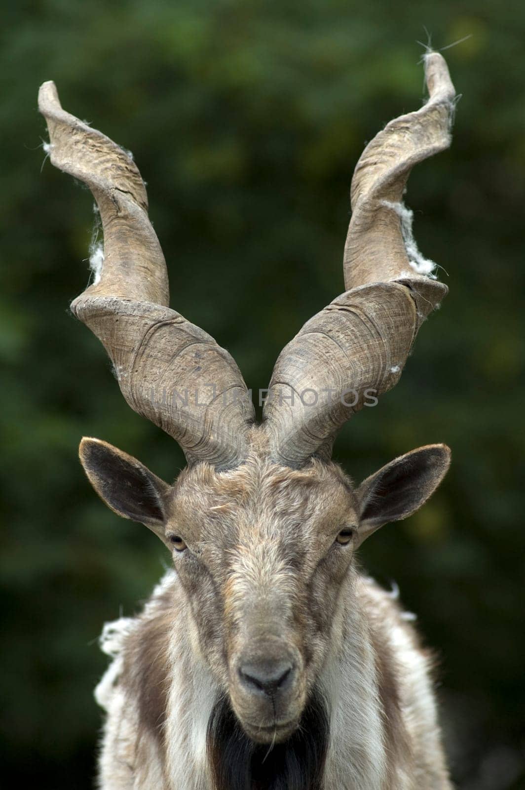 Markhor screw goat (Capra falconeri)