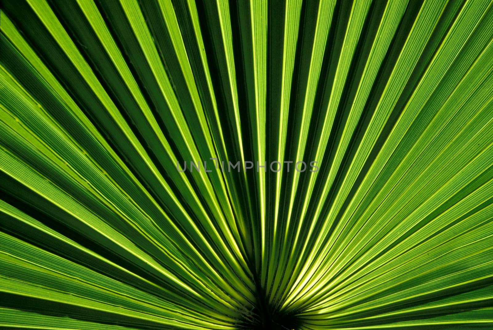 Palm Leaf - Palm Fan Backlit