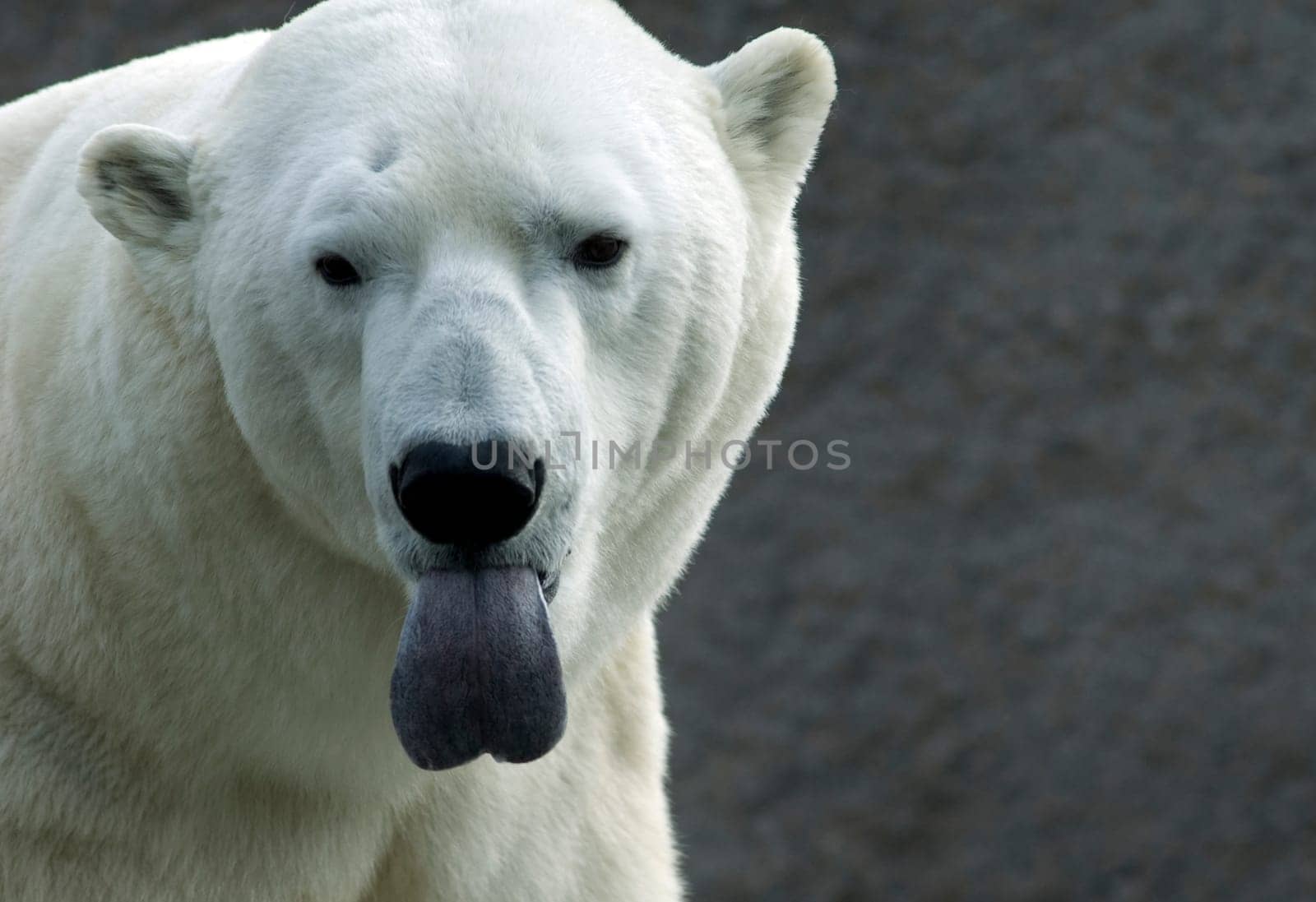Polar bear sticks out tongue