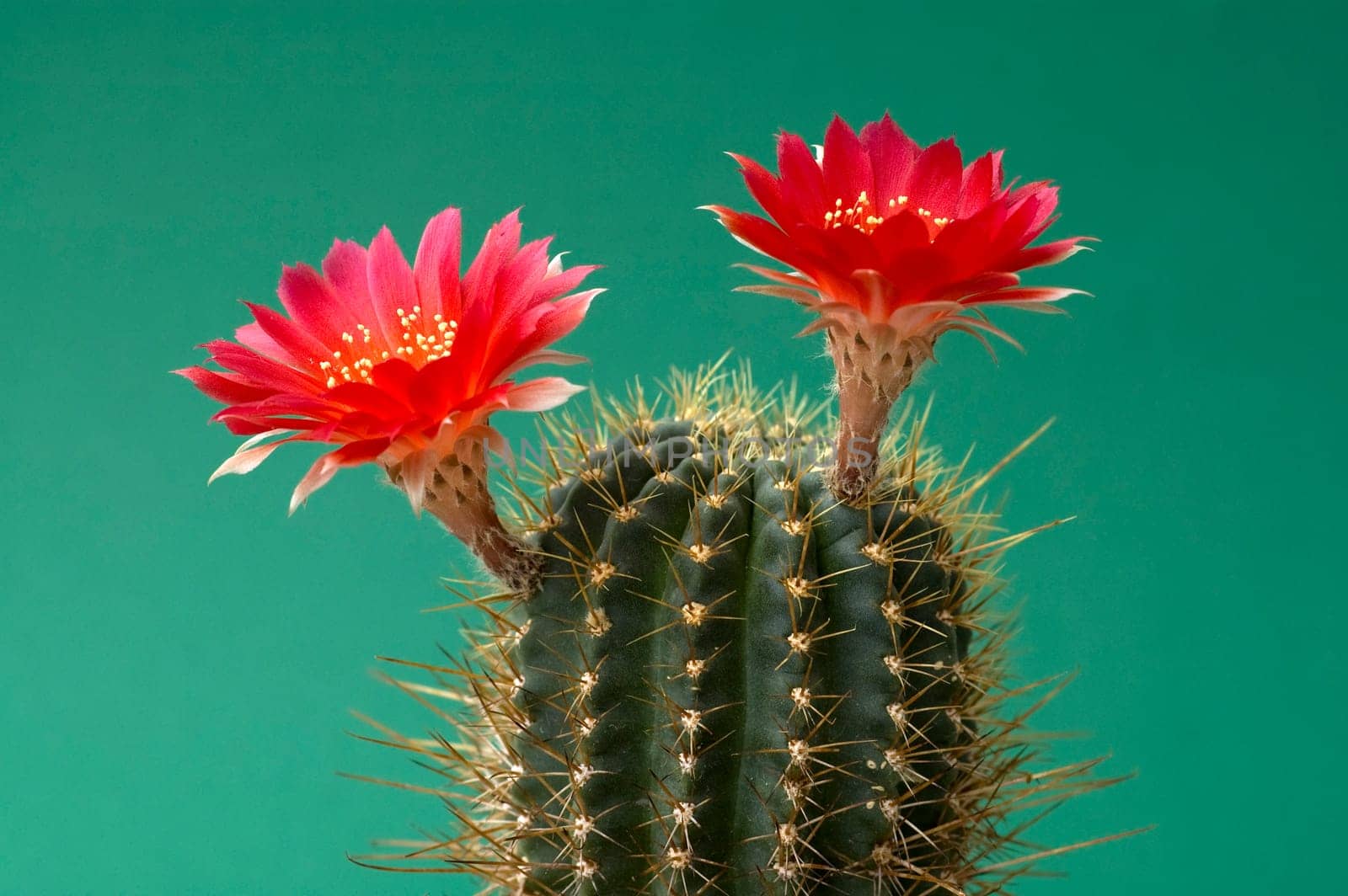red flowering cactus (Echinpsis)