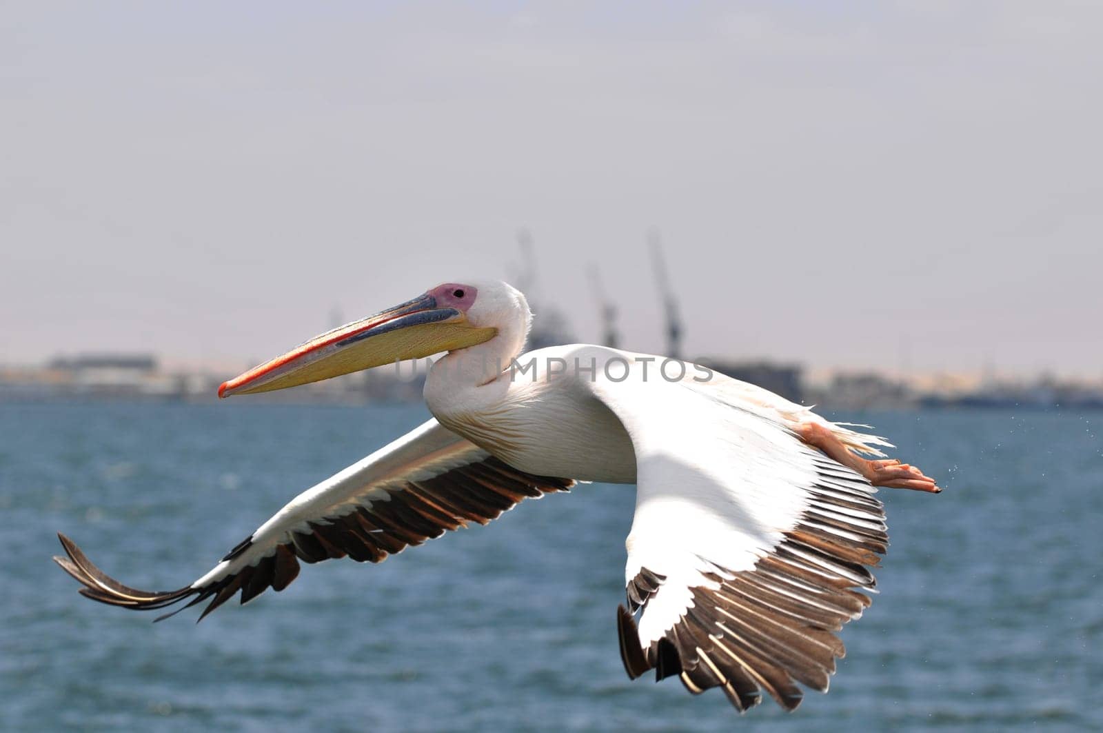 Flying Pelican
