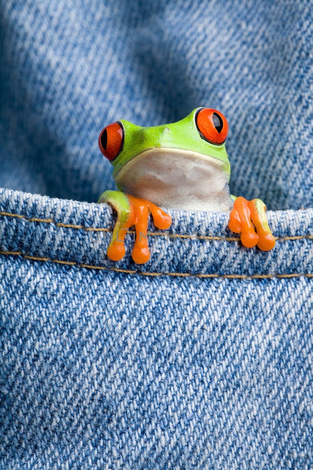 frog in a pocket