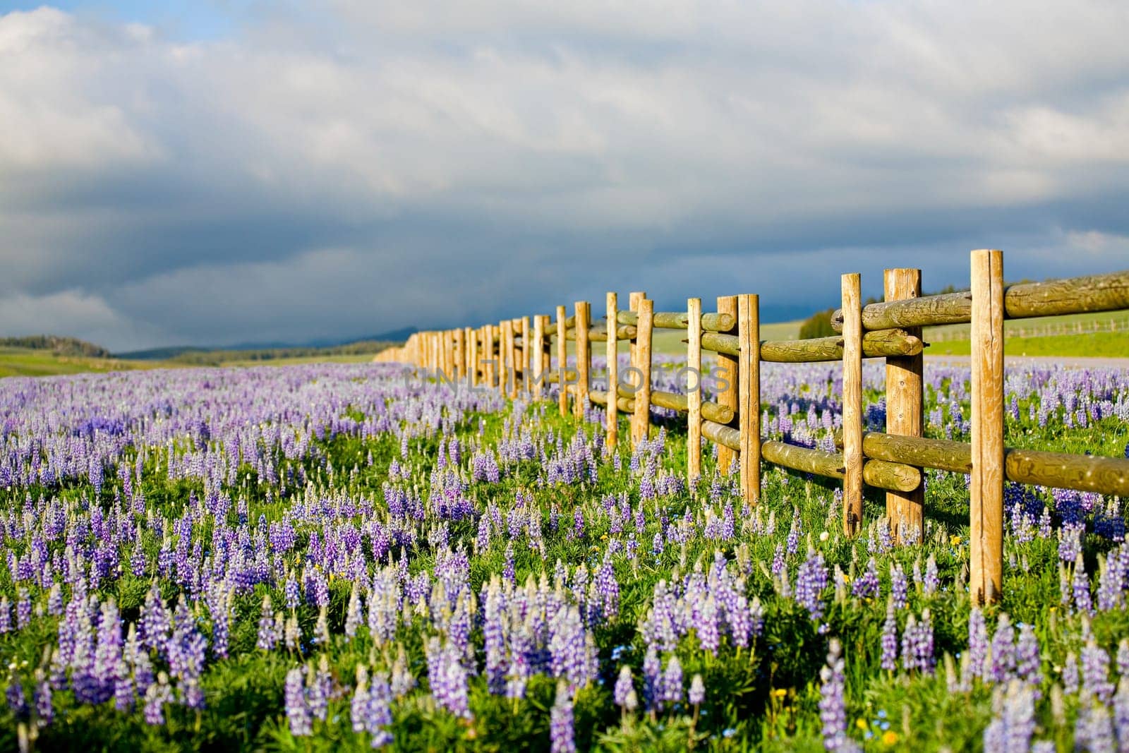 wildflowers in wyoming