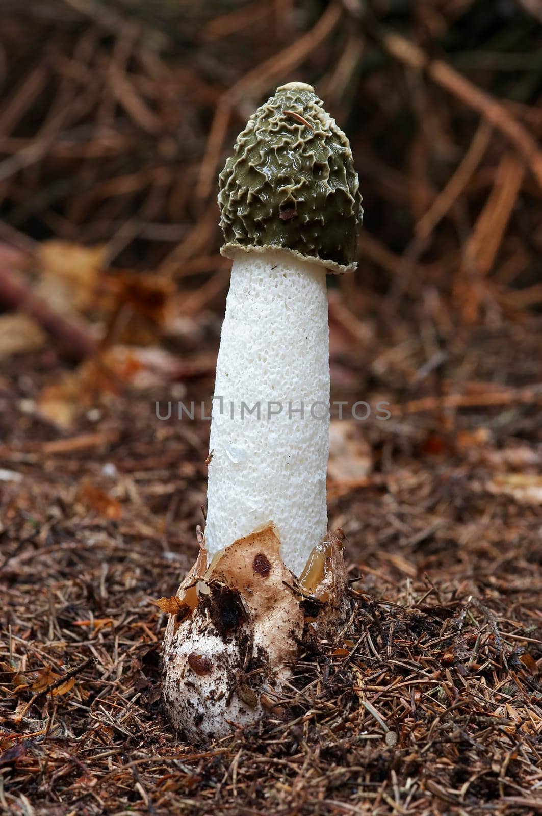 common stinkhorn
