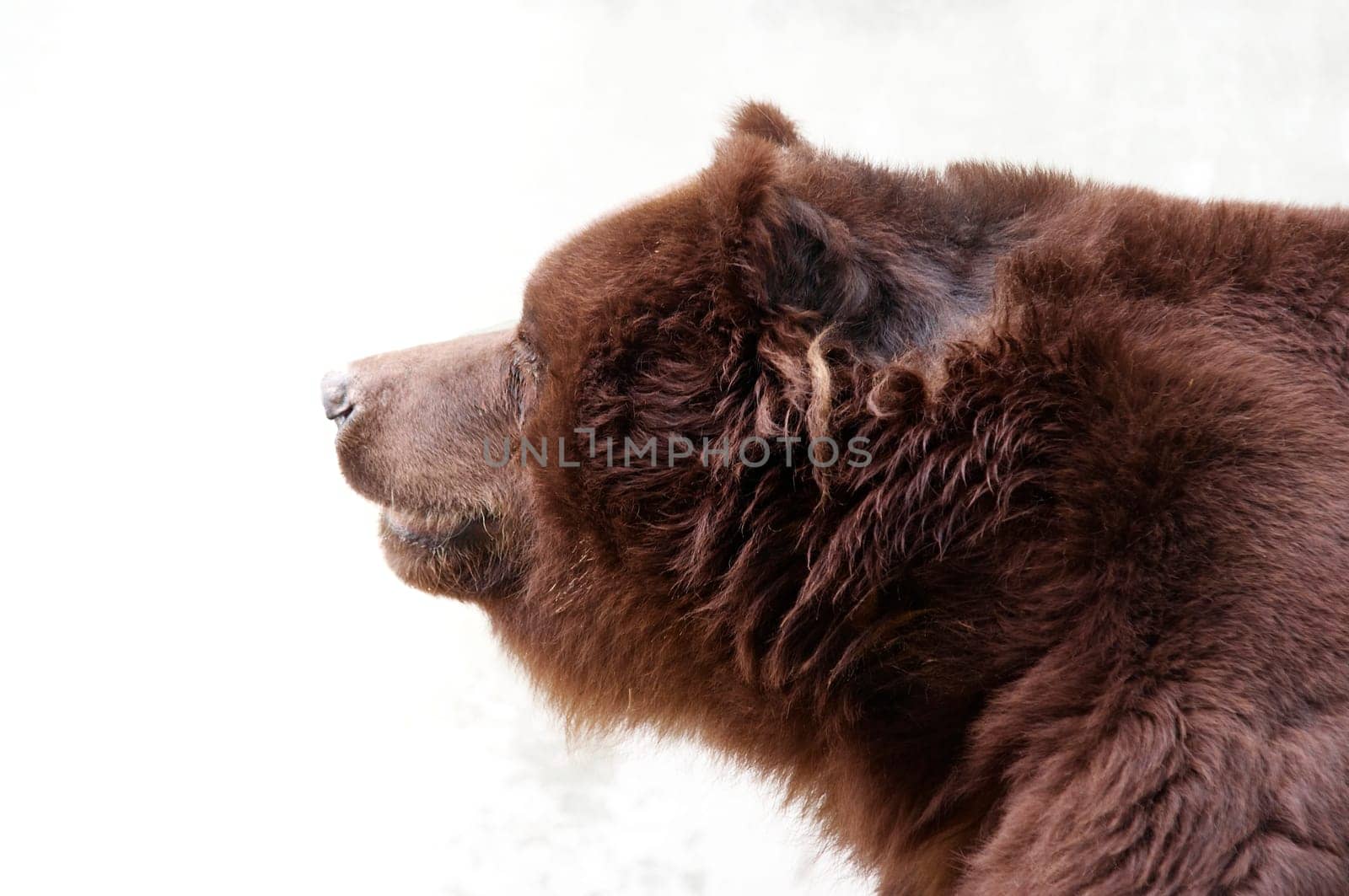 old and big brown bear