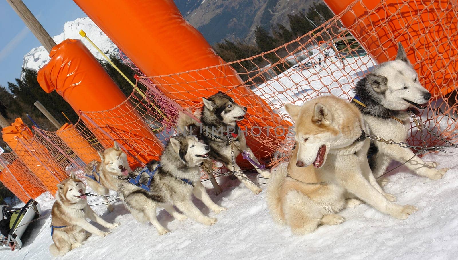 Sled dogs in front of sled