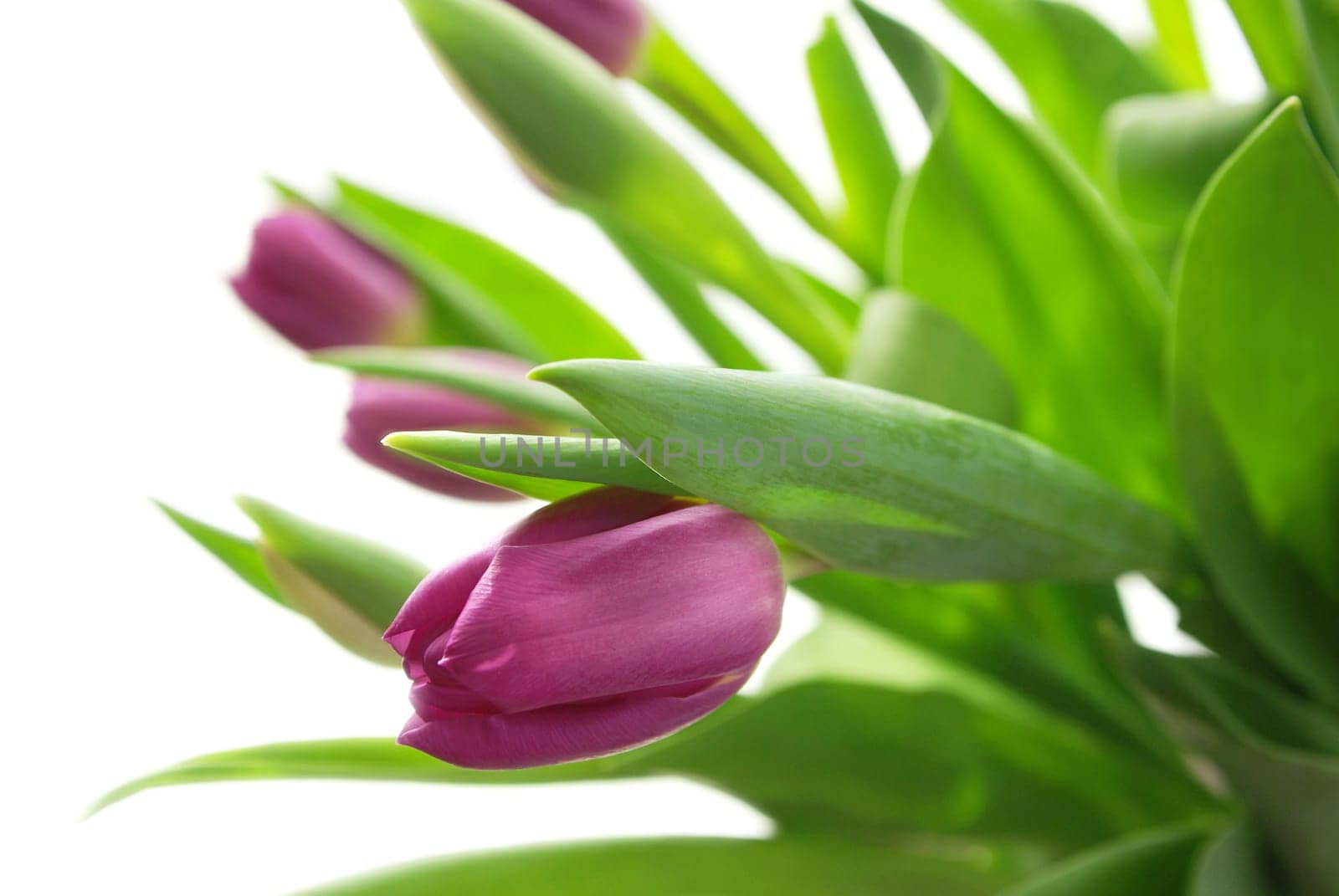Pink Tulips
