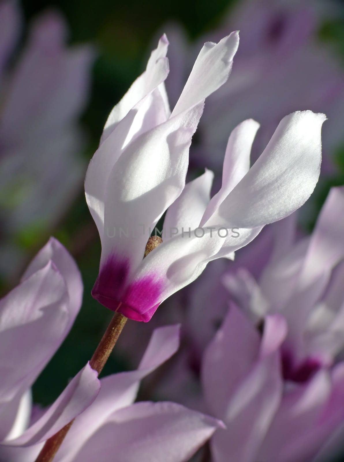 Cyclamen,a typical early spring bloomer and now almost forgotten houseplant classic