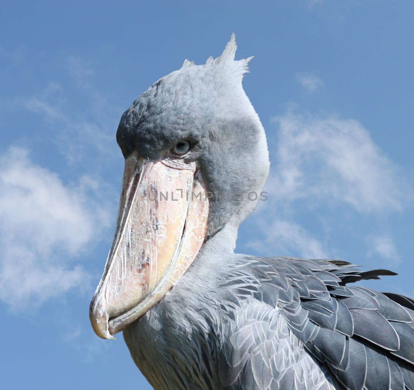 Shoebill