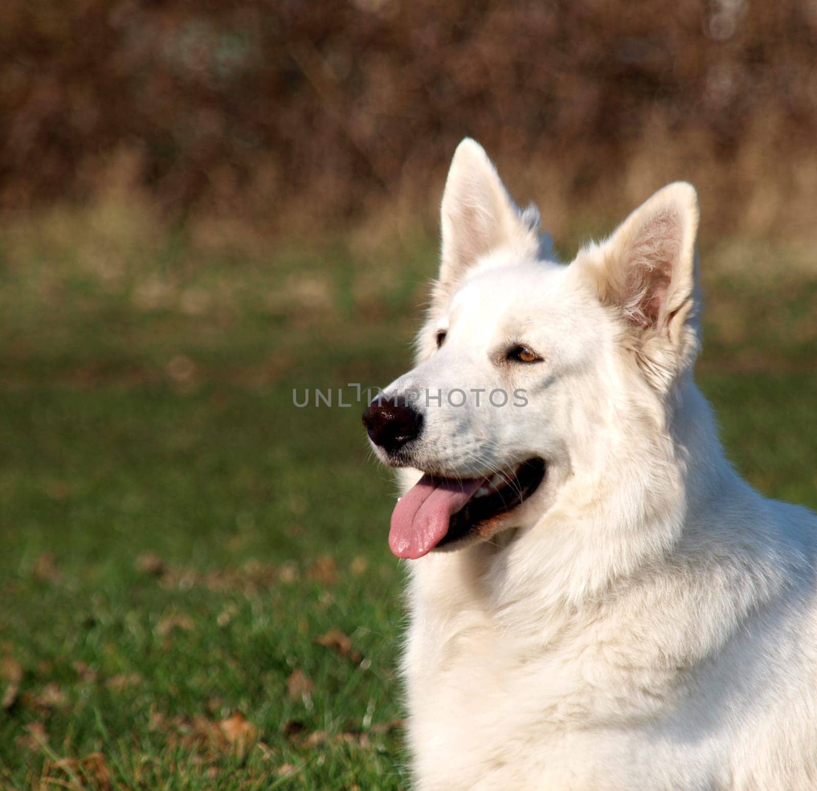 Berger Blanc Suisse