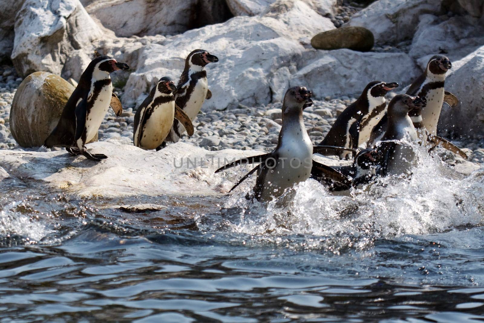 Group of penguins