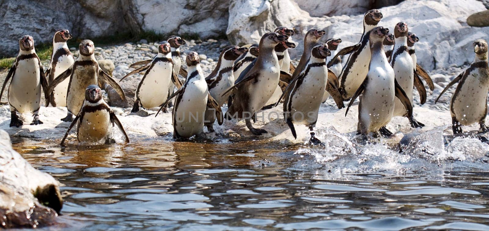 Group of penguins