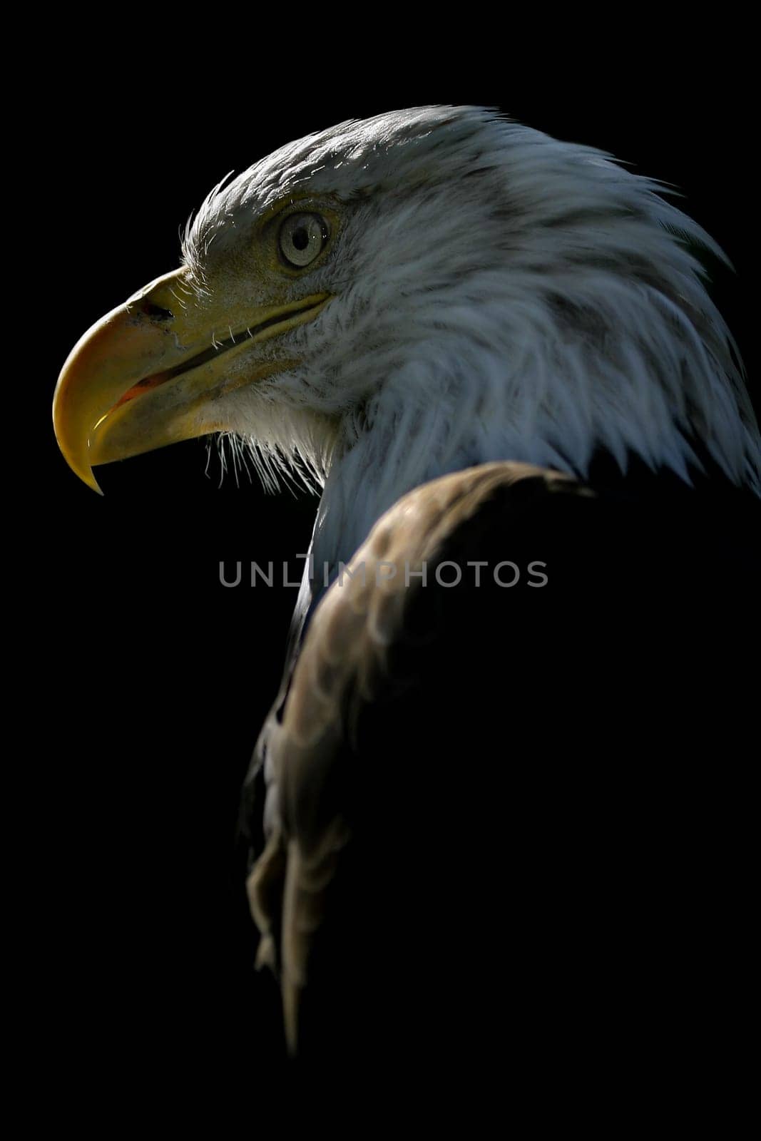 American Eagle