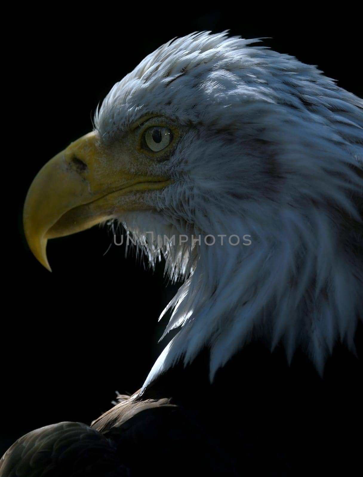 American Eagle