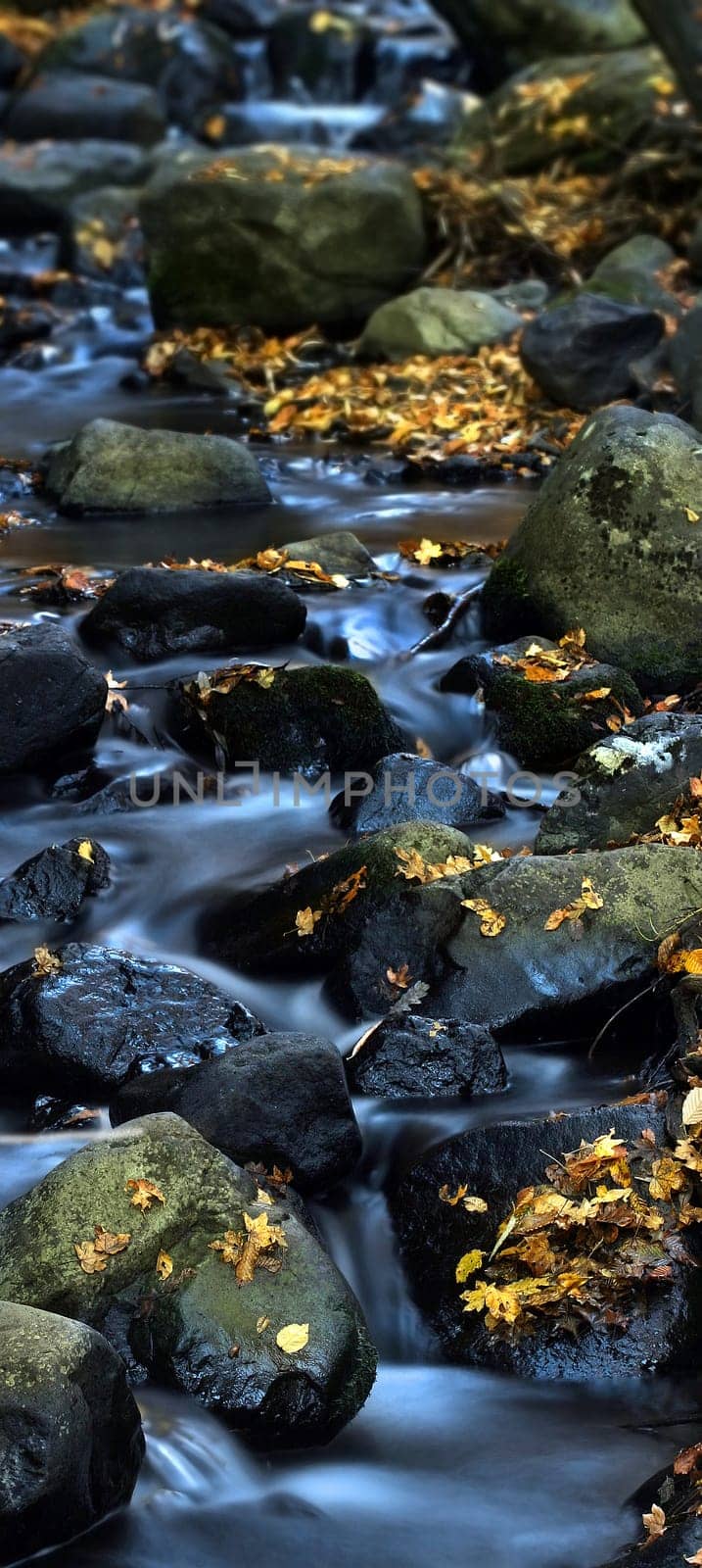 Water and leaves