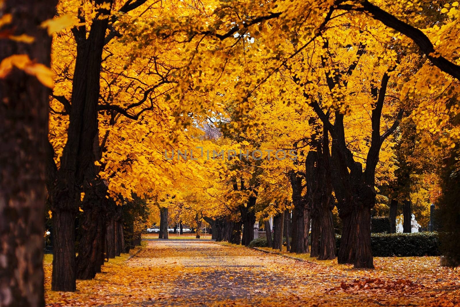 Autumn alley