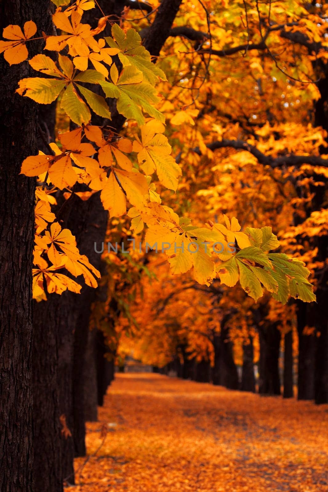 Autumn alley