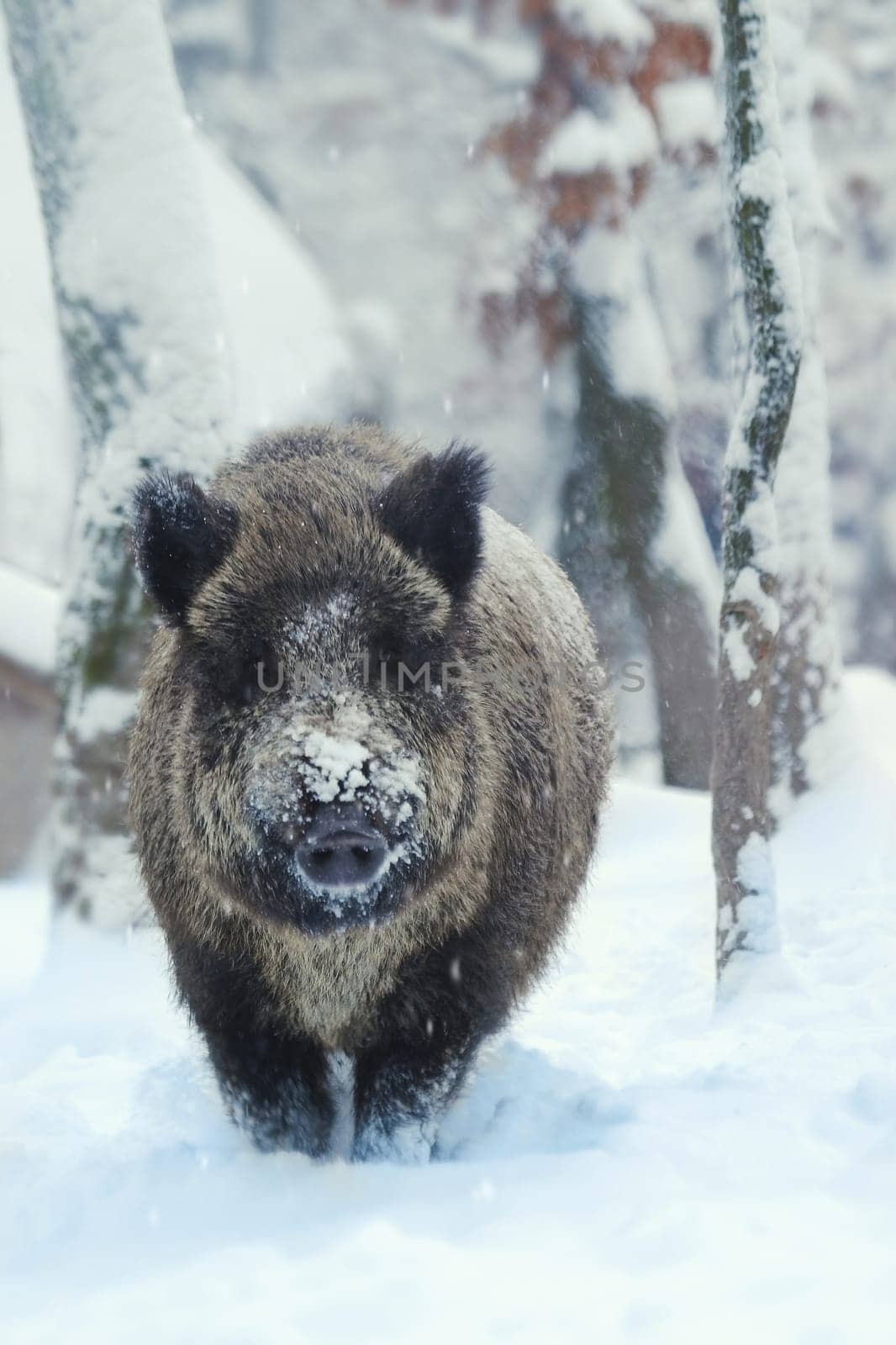 WILD-BOAR