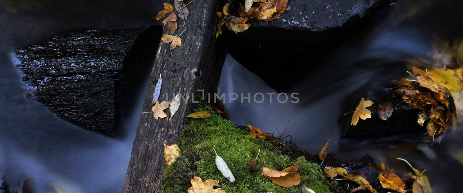 Water and leaves