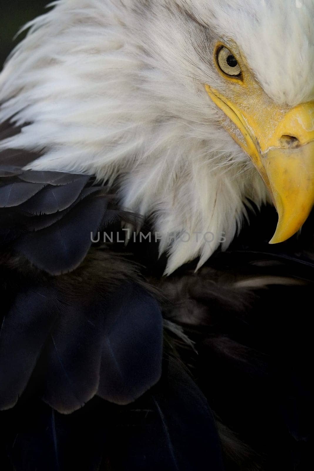 American Eagle