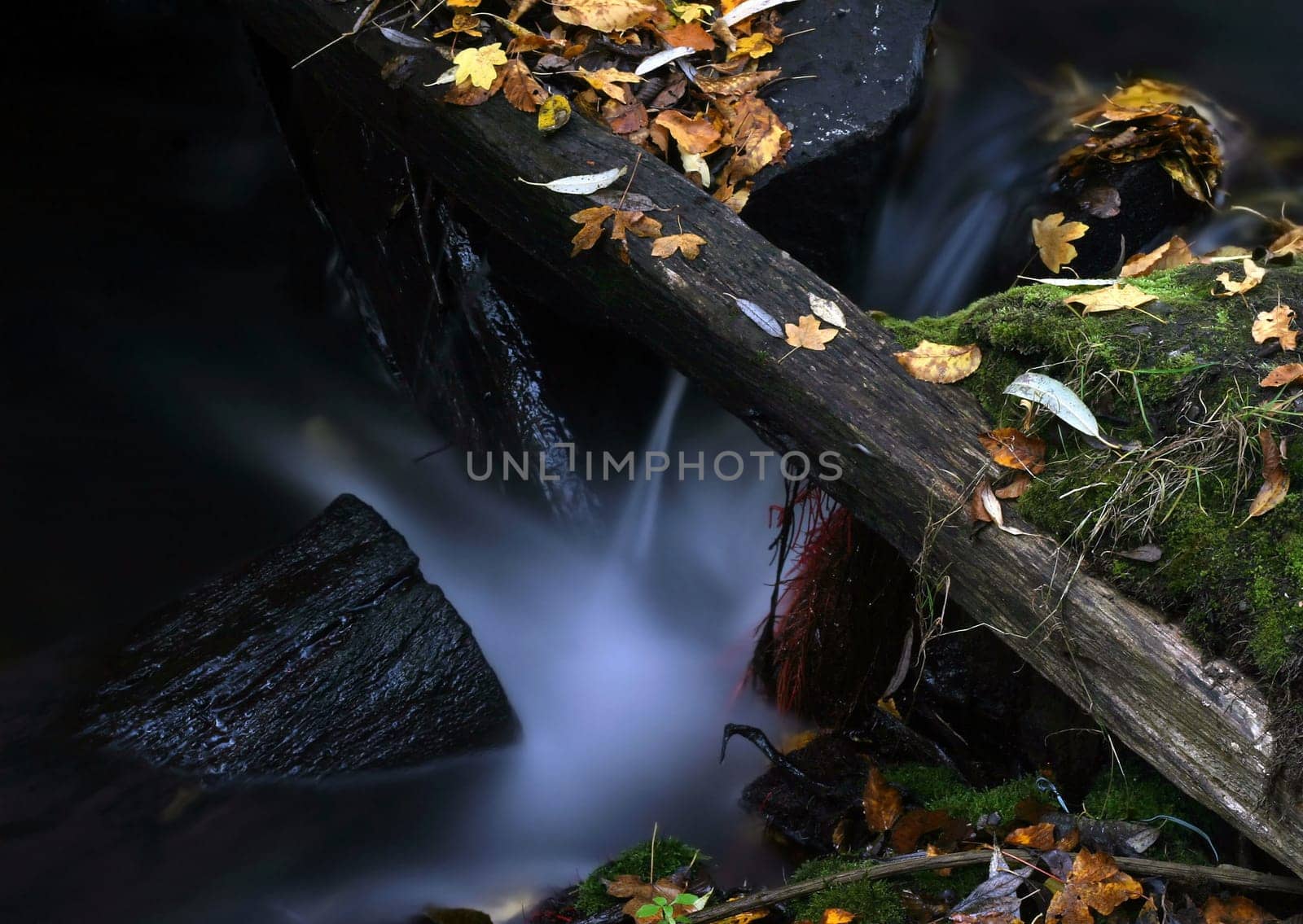 Water and leaves
