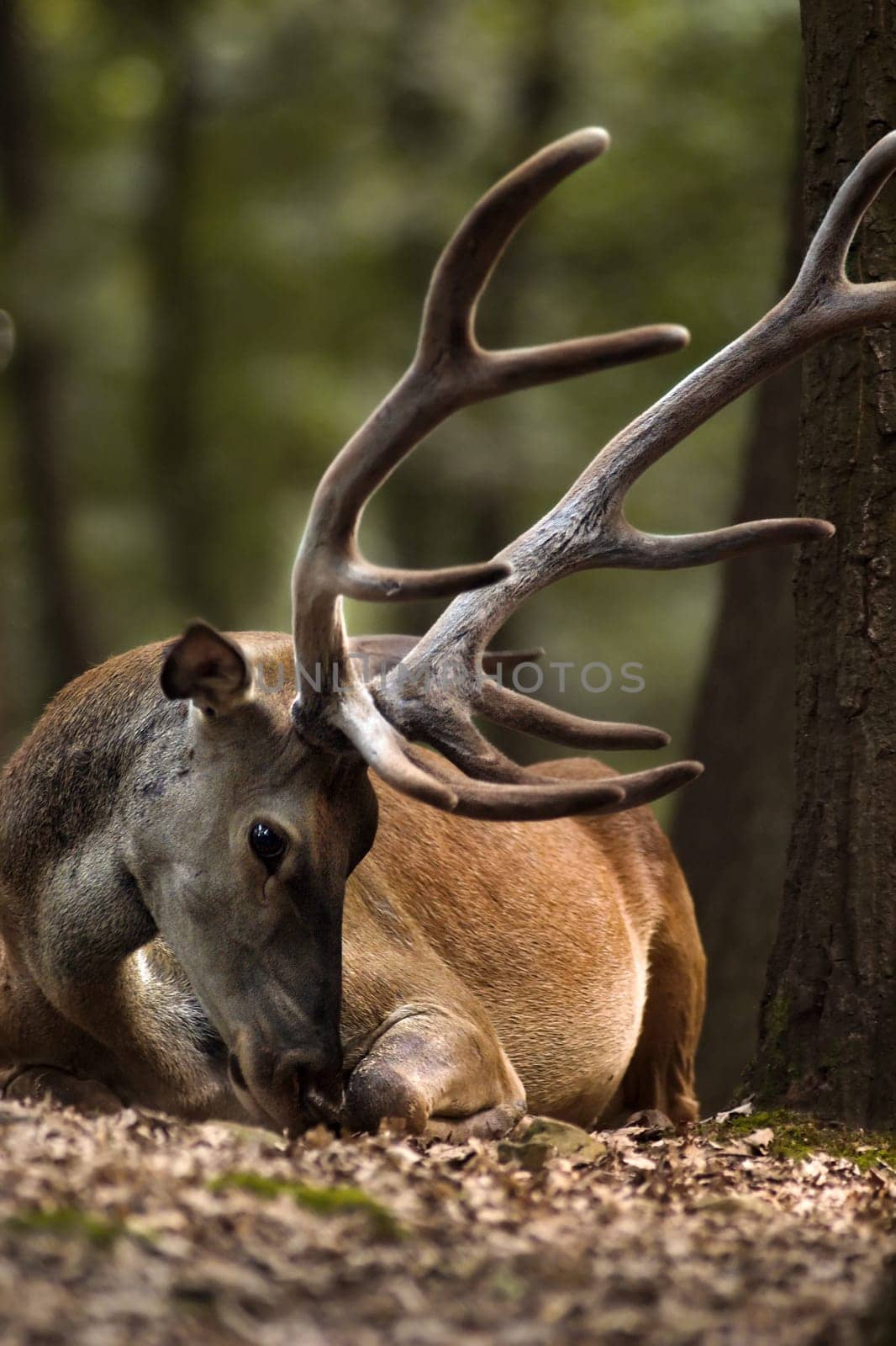 Silence in the Forrest