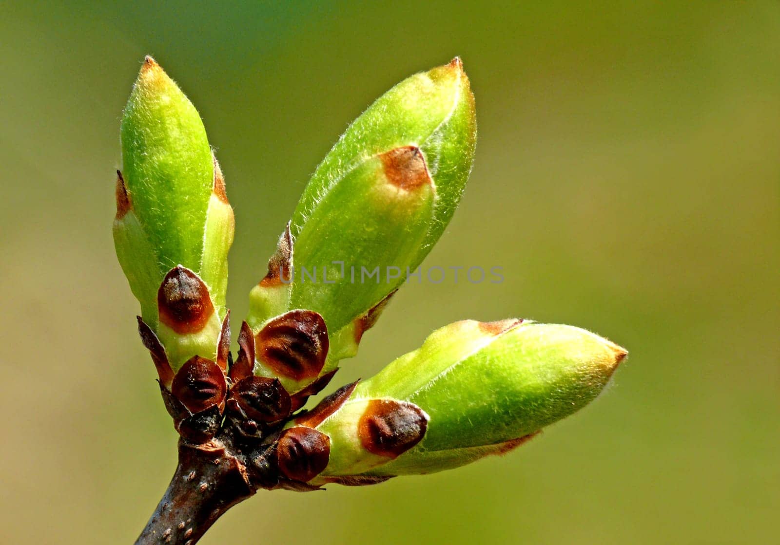 Three leaf buds: French maple (Acer monspessulanum),also known as French maple,rock maple or castle maple
