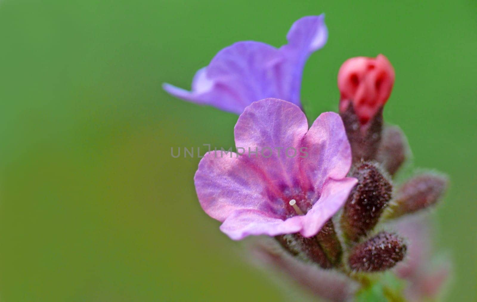 The spotted lungwort (Pulmonaria officinalis) grows in spring in herbaceous mixed deciduous and beech forests. The small,radial flowers contain anthocyanins as dyes. They are red at first,but change color during flowering