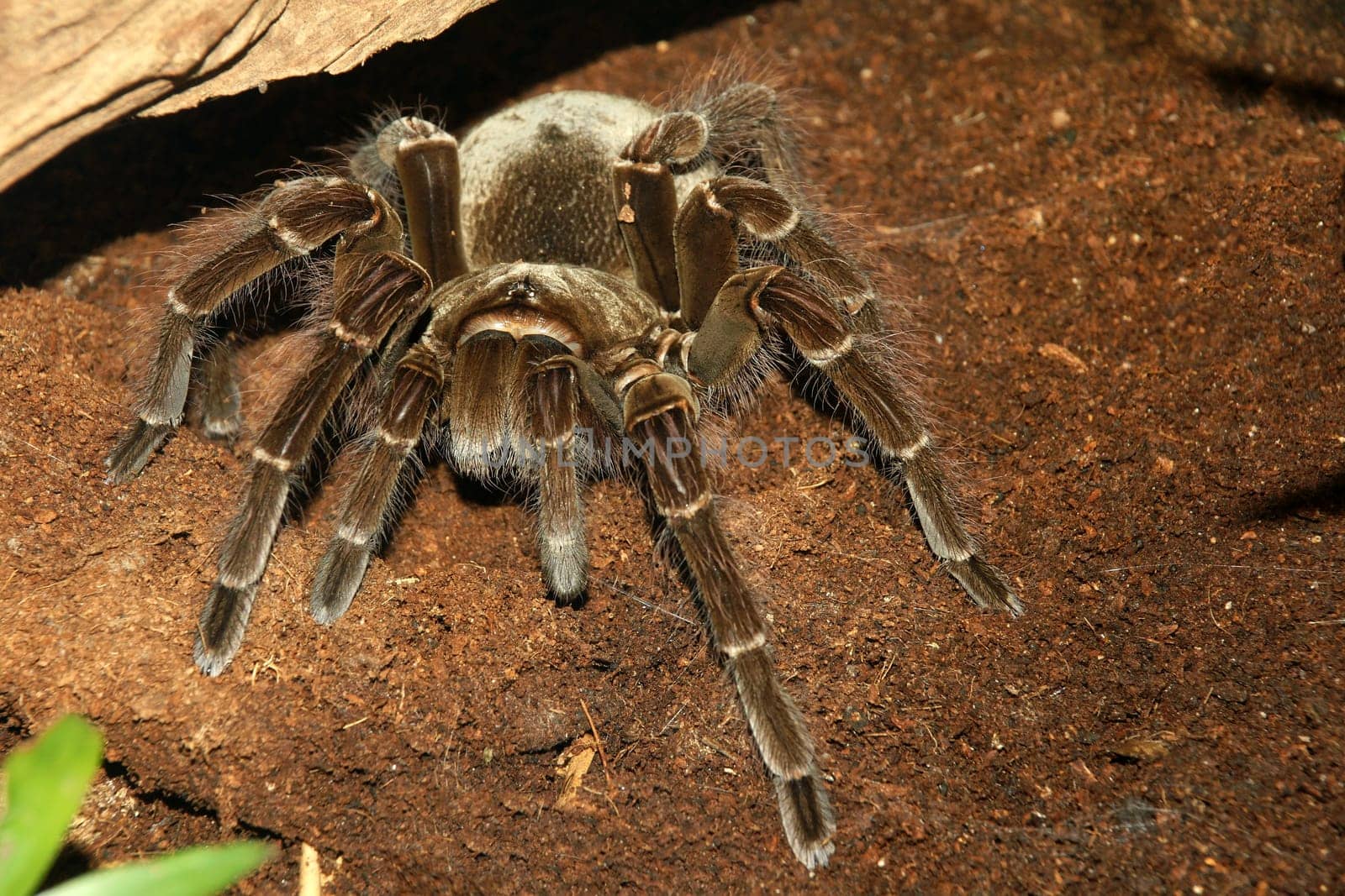 Goliath tarantula,it can reach a leg span length of up to 30cm