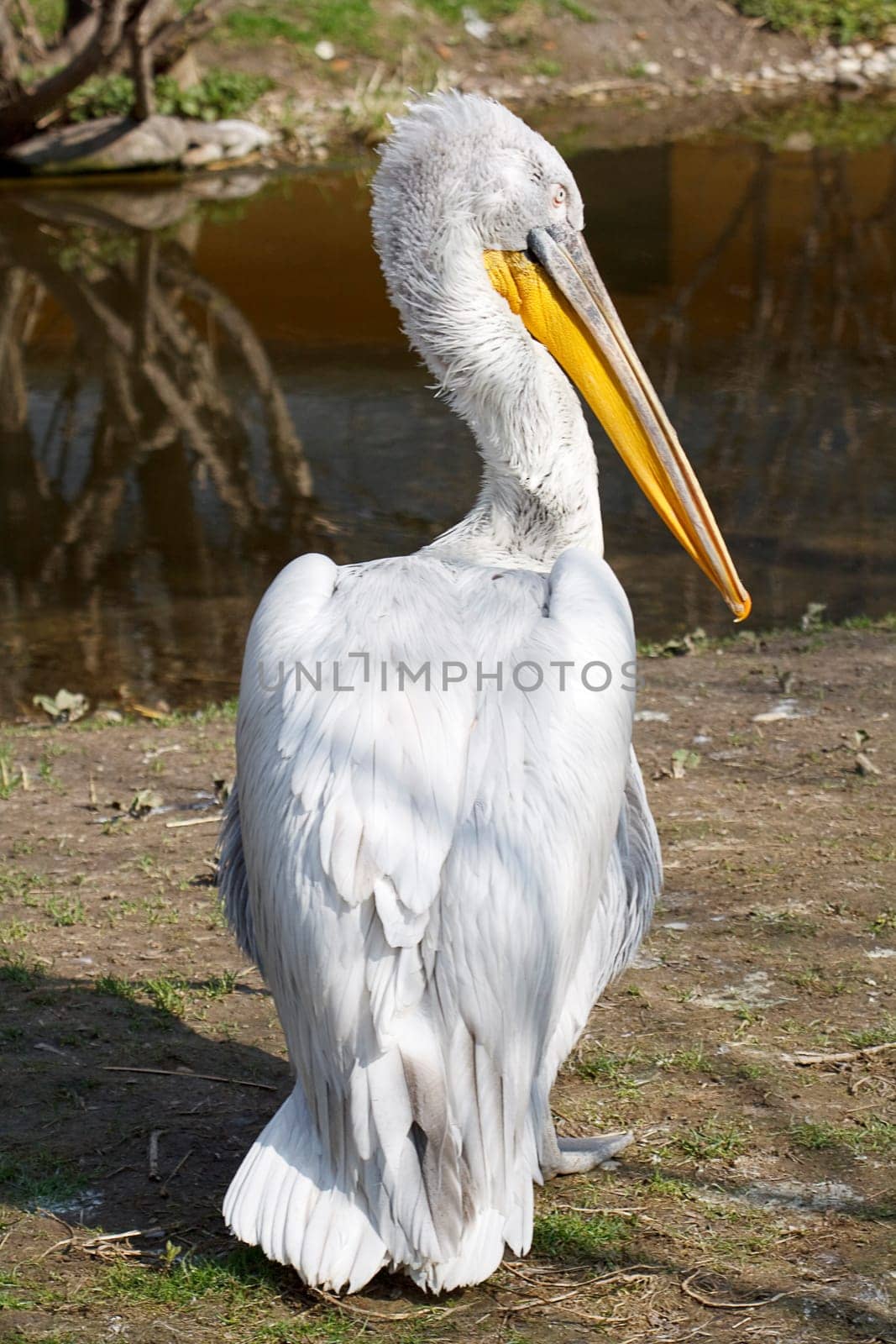 white pelican