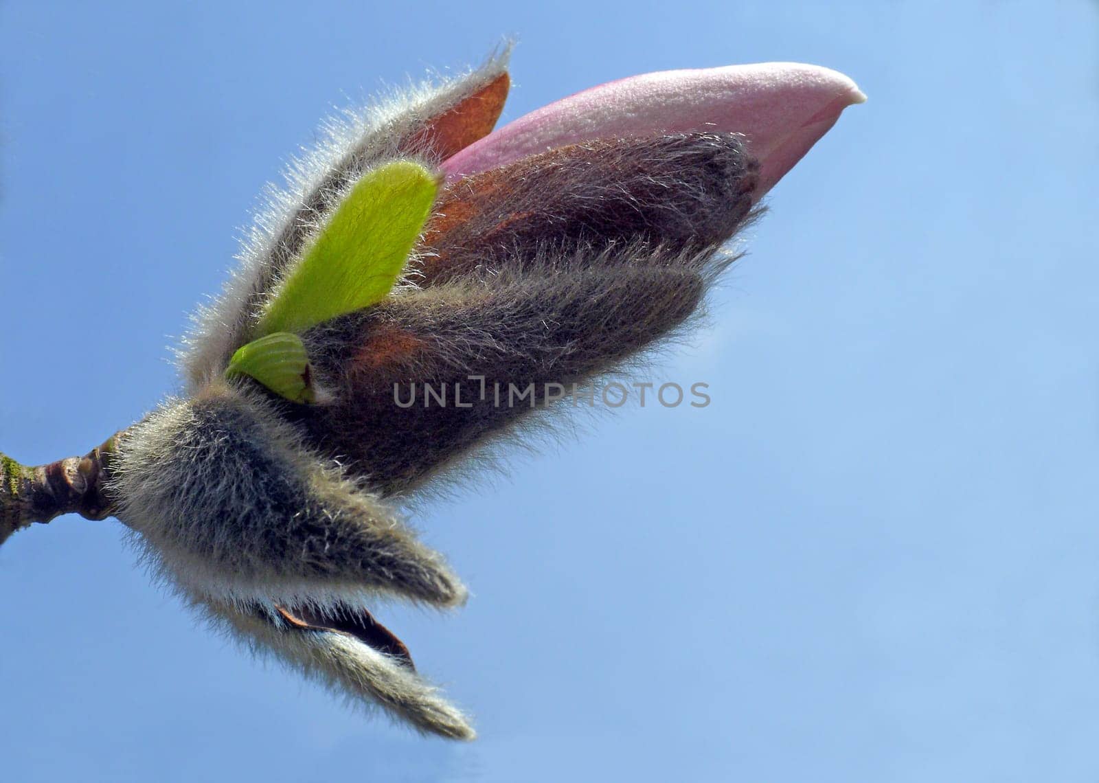 Magnolia sprengeri: Fragrant flowers appear before leaves,erect,cup-shaped,15 cm wide,with 12-14 tepals that are white to rosy-red.