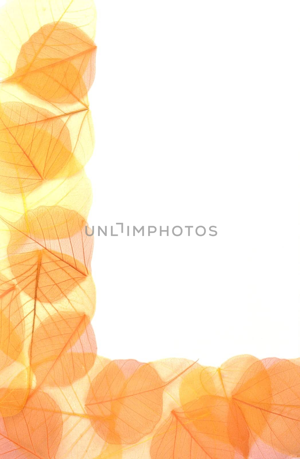 Dry colored leaves over white background