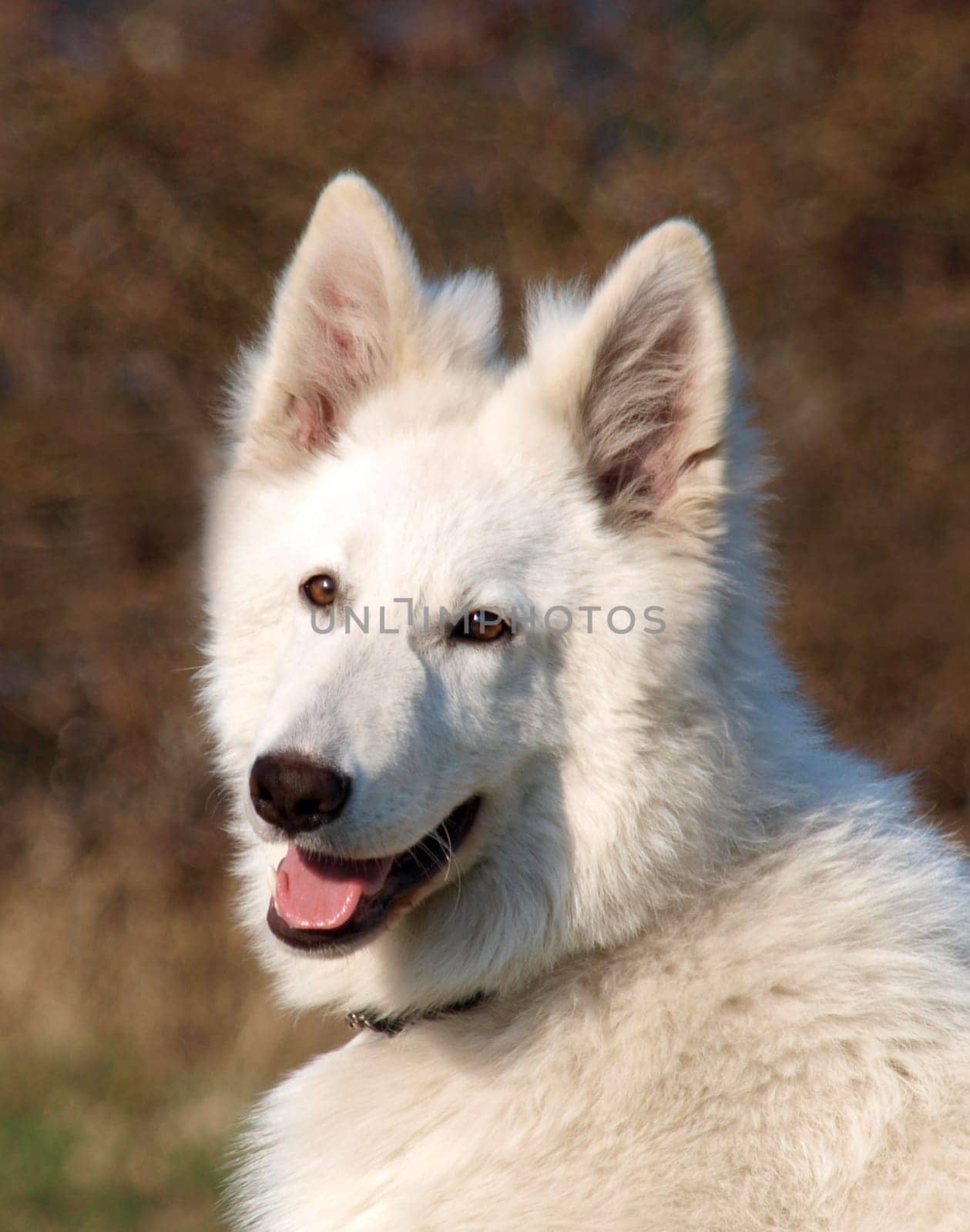 Berger Blanc Suisse