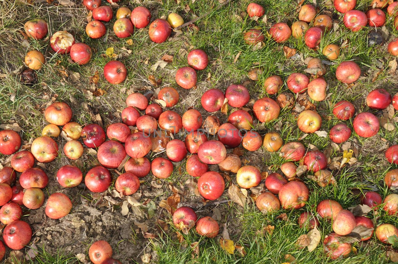 Apples in a meadow