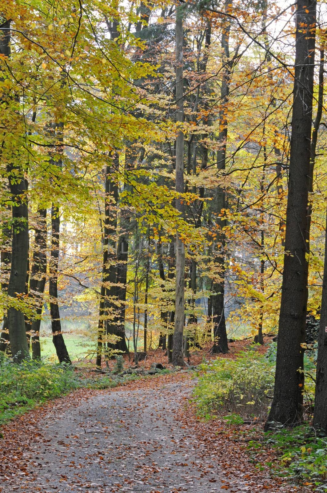 Forest path in autumn