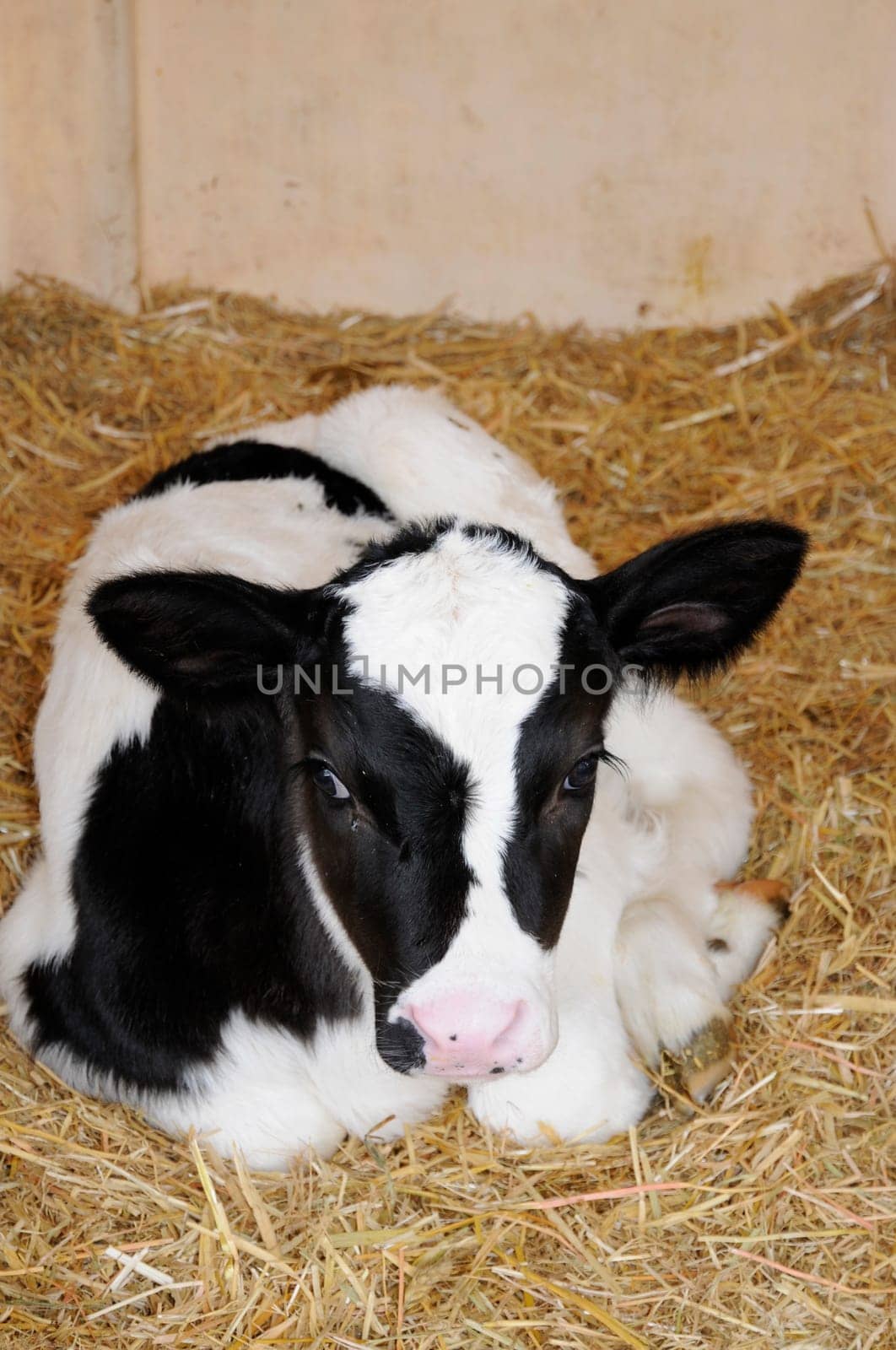 Calves