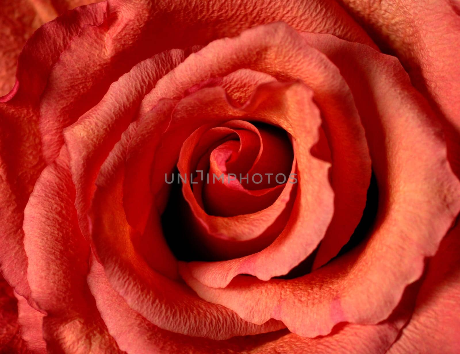 The Rose