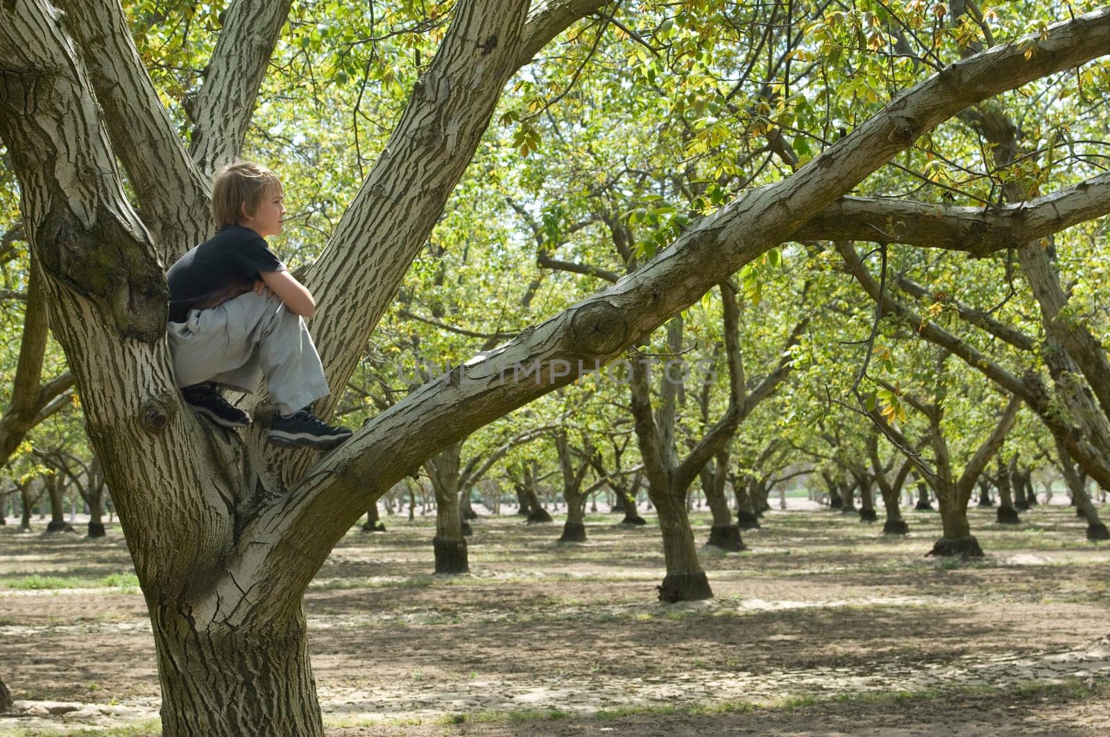 Tree Climber