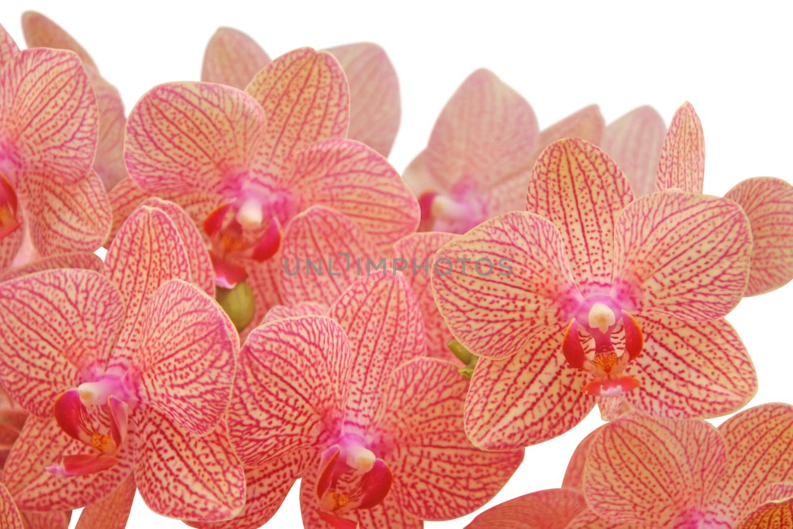 orchid